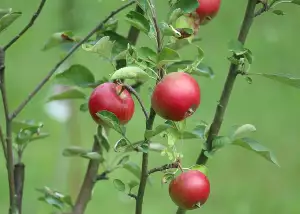 Podání Stížnosti Na Souseda