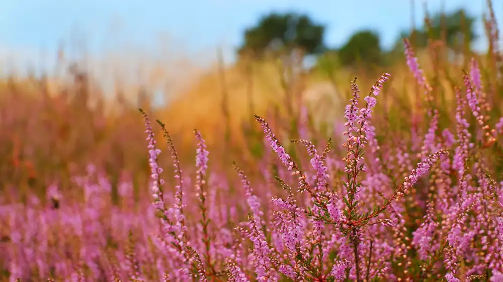 Calluna Vulgaris Pěstování