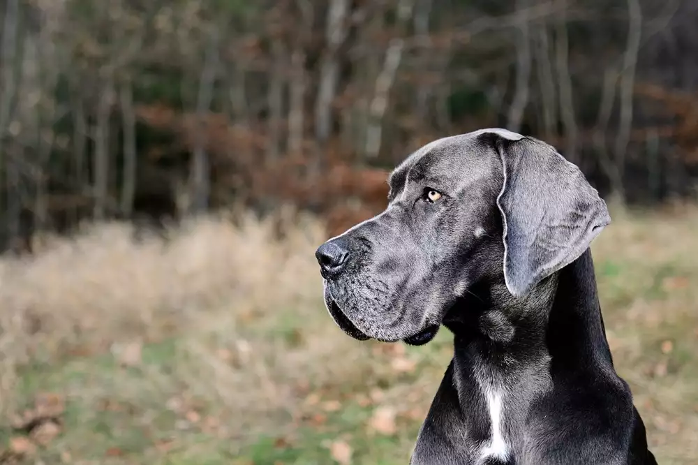 Sazba Dane Z Prijmu Fo